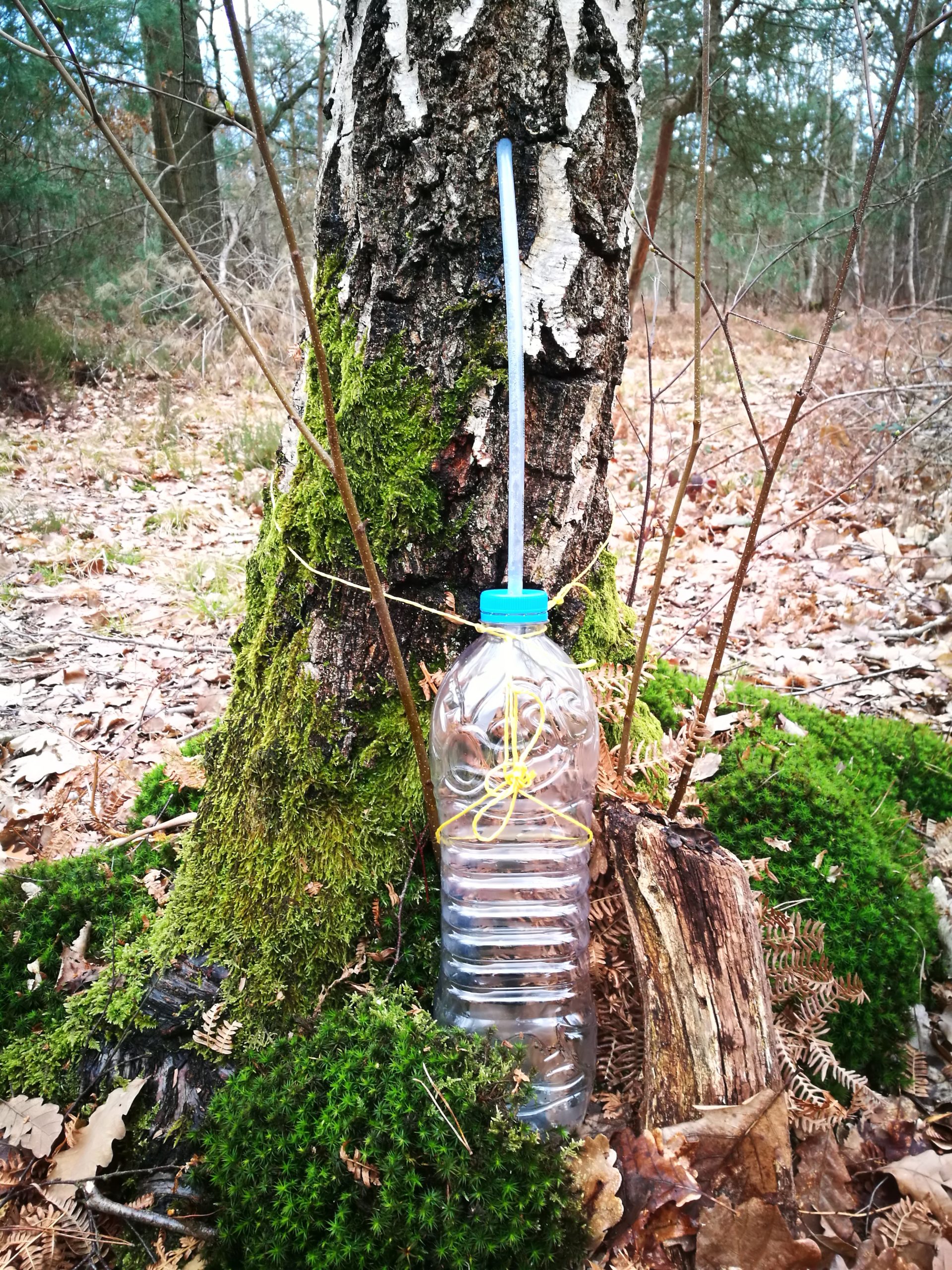 Comment récolter la sève de bouleau soi même GrainePeace